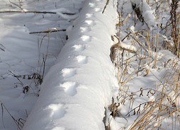 na drzewie pokrytym śniegiem widać ślady zwierząt