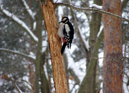 ptak siedzi na drzewie zimą