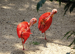 dwa ibisy szkarłatne