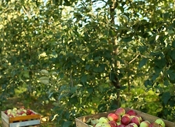 W sadzie na trawie pod drzewami stoją cztery drewniane skrzynie wypełnione jabłkami