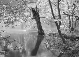 zdjęcie czarno-białe z wody wystaje pień suchego drzewa