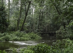 fragment rzeki w lesie