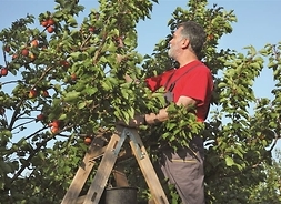 Rolnik na drabinie zrywający jabłka z górnych gałęzi