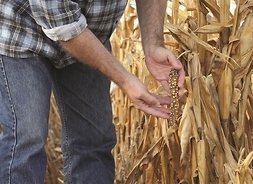 Rolnik pokazuje wyschniętą kolbę kukurydzy