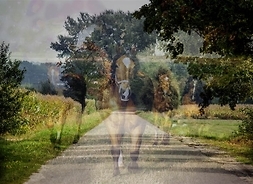 Nałożone na siebie zdjęcie drogi i pędzących koni
