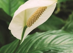 Kwiat w kształcie konchy z dużym, mięsistym liściem