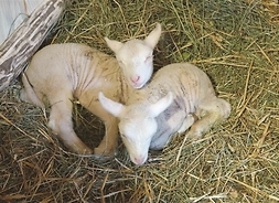 na sianie leżą dwie owieczki