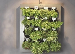Zdjęcie przedstawia zawieszone na ścianie w specjalnej oprawie doniczki z różnymi ziołami