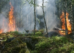 palący się las, widać źródło ognia