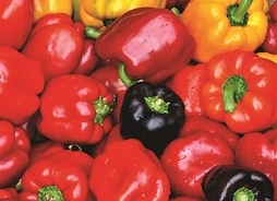 Owoce papryki w różnych kolorach