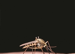 komar wpja się się w skórę człowieka
