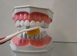sztuczna szczęka do pokazów prawidłowego mycia zębów