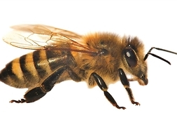 pszczoła z profilu
