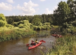 kajakiem po rzece płynie grupa osób, wokół rzeki mnóstwo roślin