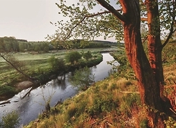 widok na rzekę, na pierwszym planie drzewo, w tle łąka