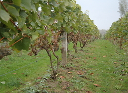 krzaki winorośli w kilku równych rzędach, lato