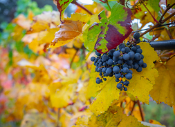 winorosl w barwach jesieni, na tle zółtych liści wyróżnia się kiść winogrona