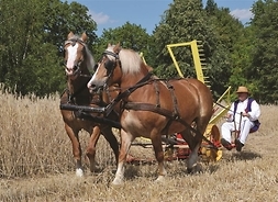 na polu konie ciągną sprzęt rolniczy, na którym siedzi rolnik