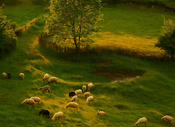 Marko Vrdoljak „Raj dla owiec”