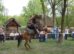 Koń z jeżdżcem na grzbiecie widowiskowo stoi na tylnych nogach.