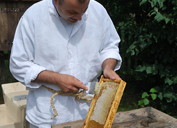Pszczelarz pobiera miód z plastra