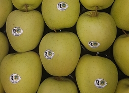 KIlkanaście jabłek grójeckich, kolor żółto-zielony, w pełnym planie leżą ułożone w rzędach blisko siebie.