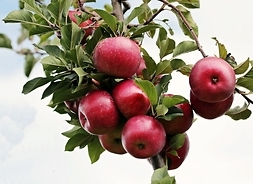 zielona gałąź jabłoni z pięcioma czerwonymi jabłkami