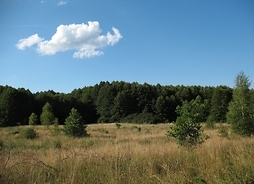 Krajowbraz Kampinosu, łąka a w tle las