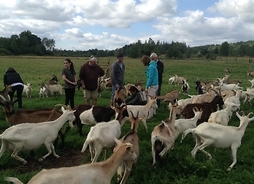 stado kóz na łące a wśród nich goście z Mazowsza próbują doić kozy