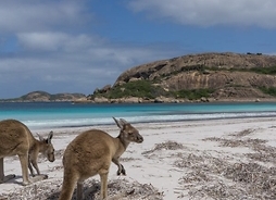 kangury na australijskiej plaży