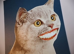 Kolaż przedstawiający kota z wklejonymi kobiecymi ustami w uśmiechu
