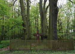 W środku starego lasu otoczony płotkiem grób z kamiennym krzyżem