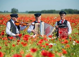 Zdjęcie przestawia trzech muzyków grających na instrumentach stojących wśród kwitnących maków