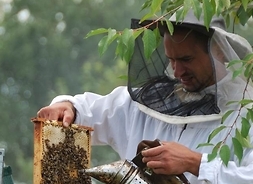 Zdjęcie przedstawia pszczelarza ubranego w specjalny strój, w jednej ręce trzyma urządzenie do odymiania pszczół, w drugiej ramkę z ula z pszczółami